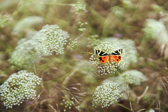Vibrant butterfly resting on white wildflower blossom