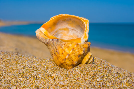 closeup seashell on the sandy sea beach
