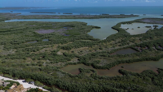 Cinematic aerial view of the lush green mangroves, emerald lagoons and wild wetlands of Holbox Island, Mexico