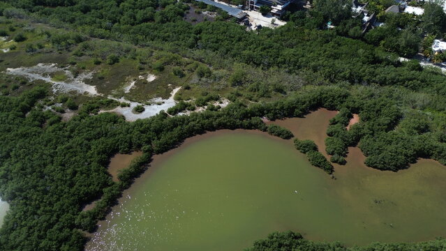Cinematic aerial view of the lush green mangroves, emerald lagoons and wild wetlands of Holbox Island, Mexico