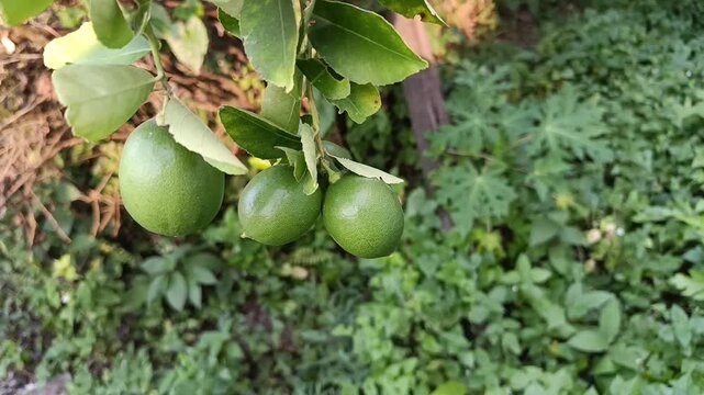 Close Up of Green Lime Fruits Growing on Tree