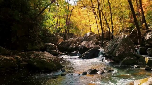 serene forest stream, rocky riverbank, autumn foliage, natural scenery