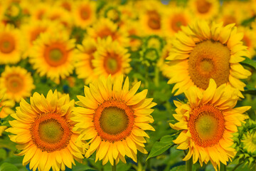 Fototapeta premium closeup sunflower among green fields