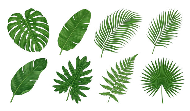 Tropical Green Leaf Collection Featuring Monstera, Palm, Fern and Exotic Botanical Foliage Isolated Illustration Set