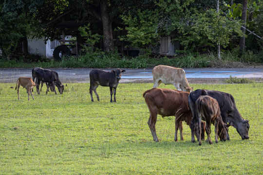 A herd of cattle grazing peacefully in a green pasture.