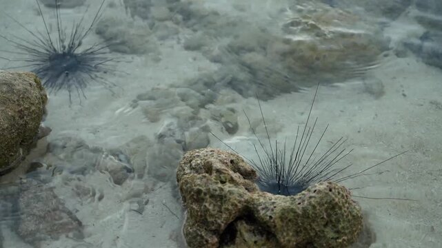 Static underwater footage showing two black sea urchins resting among coral rocks in shallow tropical seawater with gentle ripples passing over a sandy seabed.