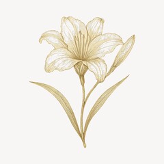 Obraz premium Elegant botanical sketch of lily.
