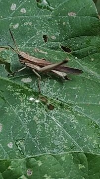 a grasshopper on a leaf
