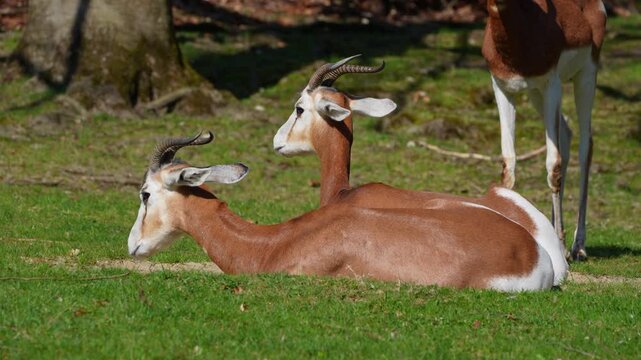 Dama gazelle, Gazella dama mhorr or mhorr gazelle is a species of gazelle. Lives in Africa in the Sahara desert and the Sahel, browses on desert shrubs and acacia and it eats rough grasses in drought