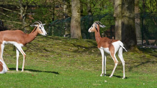 Dama gazelle, Gazella dama mhorr or mhorr gazelle is a species of gazelle. Lives in Africa in the Sahara desert and the Sahel, browses on desert shrubs and acacia and it eats rough grasses in drought