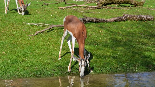 Dama gazelle, Gazella dama mhorr or mhorr gazelle is a species of gazelle. Lives in Africa in the Sahara desert and the Sahel, browses on desert shrubs and acacia and it eats rough grasses in drought