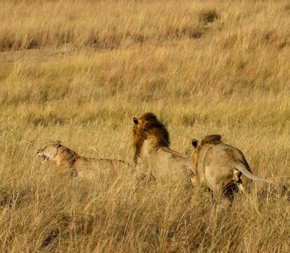 Lion pride in savanna grassland during safari