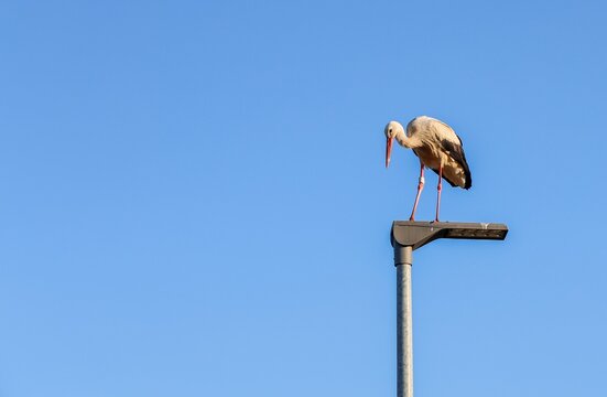 Stork perching on urban lamppost against blue sky
