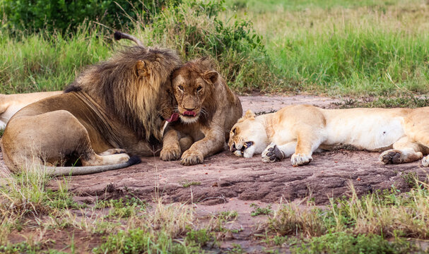 Pride of lions resting and grooming in African savanna