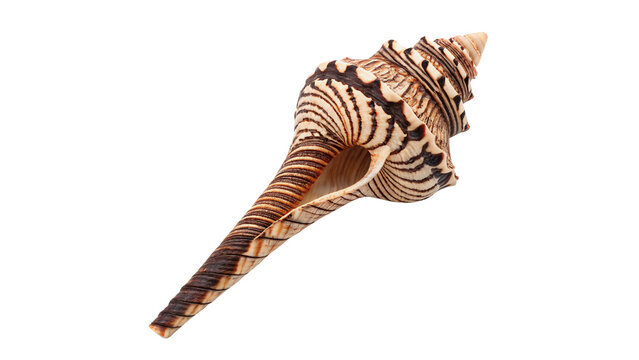 Beautiful natural trumpet Triton sea shell marine ocean wildlife texture isolated on transparent background