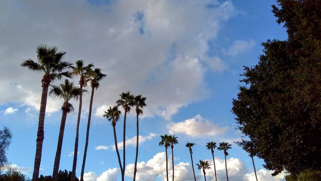 Palm Trees 
