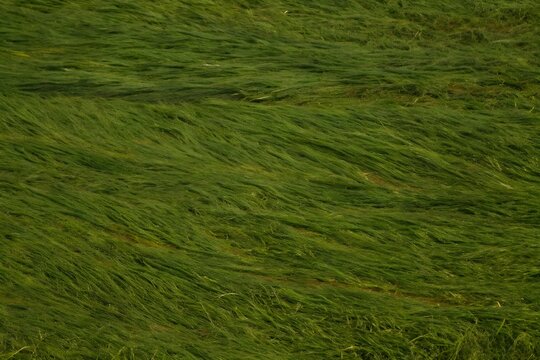 dark green wavy grass texture background long meadow field surface