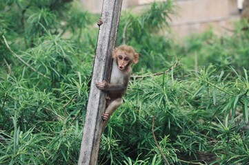 Cute little macaque monkey sitting on a tree branch in the green jungle of India © Petra