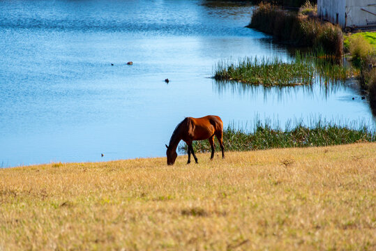 Horse Grazing in North West Tasmania