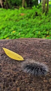 Camera panning shot tracking a fluffy Macrobrochis gigas caterpillar walking on a rock.