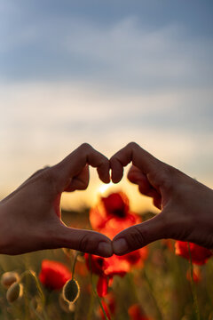 Hands heart shape poppy field sunset capturing love and affection in a warm natural outdoor environment during golden hour