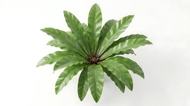 Top-down view of a vibrant green Birds Nest Fern, Asplenium nidus, houseplant with lush, rippled leaves, isolated on a clean white background.