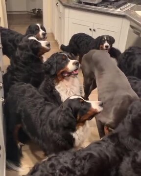 Large pack of hungry dogs waiting for treats in this energetic kitchen scene motion video footage