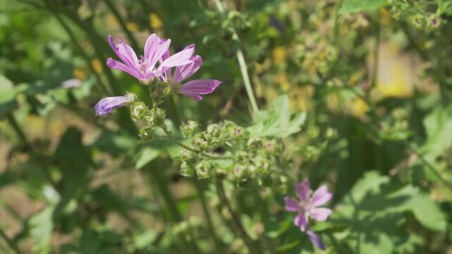 Delicate purple common mallow flowers bloom on slender stems amidst green garden foliage. Useful for herbal medicine educational guides and botanical identification media.