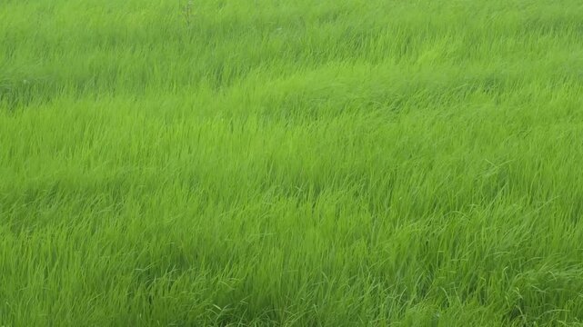 Rain falling on lush green rice paddy field