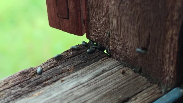 A swarm of black beetles was crawling on the wooden floor.