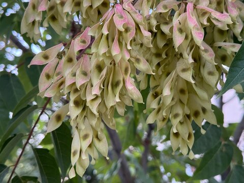 Close-up of vibrant tree-of-heaven (Ailanthus altissima) samaras or winged seeds hanging on a branch in late summer 