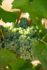 Close-up of clusters of green wine grapes ripening on the vine surrounded by lush leaves in a vineyard. The photograph illustrates viticulture, grape cultivation, and the early stages of wine © Pedro
