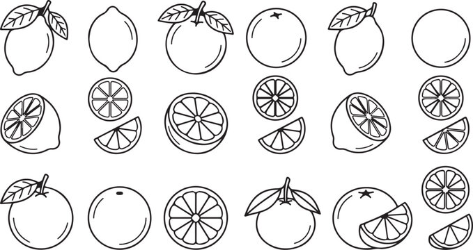 Orange and Lemon Slices Vector for Zesty Culinary Art