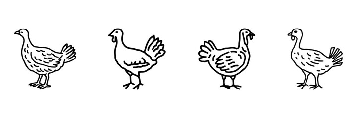 Fototapeta premium Chicken And Goose Hand Drawn Doodle Icon Set. Farm Bird, Poultry And Waterfowl Sketch Symbol Collection. Agriculture And Animal Care. Isolated Vector Illustration