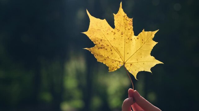 Contrasting autumn yellow maple leave in a woman hand in sunlight and glare on a dark blurred background of trees. Autumnal concept.