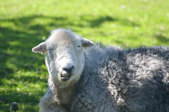 Sheep lying in the shade in the valley of Great Langdale in the Lake District