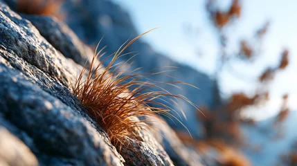 Close up of dry yellow grass growing on a rocky mountain slope against a blue sky. © GrayFrog