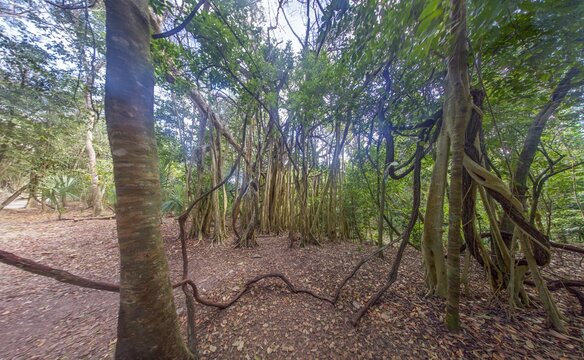 Banyan Trees in Coba Maya Jungle