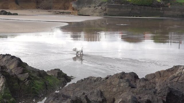 White Coton de Tulear dog running joyfully through the ocean waves at the beach