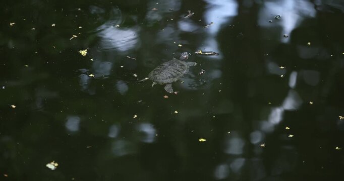 Freshwater Turtle Swimming in Calm Pond with Natural Reflections, 4K