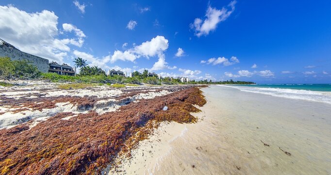 Beach with Massive Sargassum Seaweed at Playa Maroma Riviera Maya Mexico