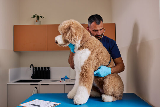 Veterinarian checking patient dog during routine visit