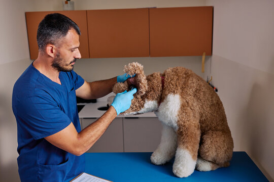 Veterinarian examining dog's ear during clinic visit