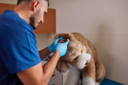 Veterinarian examining dog ear with otoscope in clinic