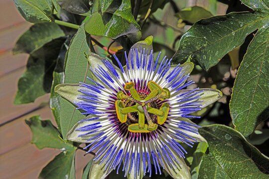Blue Passion Flower Close Up Macro