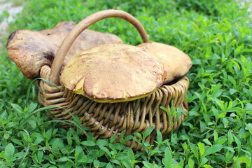 a full basket of fresh edible porcini mushrooms picked in the forest © Валентина Деревінськ