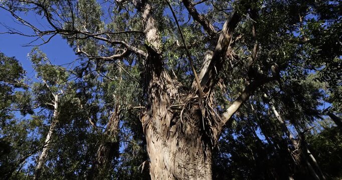 Eucalyptus trees in the forest of Chiavari, Corse du Sud department, Corsica, France.
