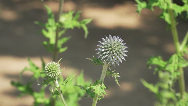 Spiky blue southern globe thistle flower heads stand tall amidst green garden foliage under bright summer sunlight. Great for educational botanical resources and environmental science media.