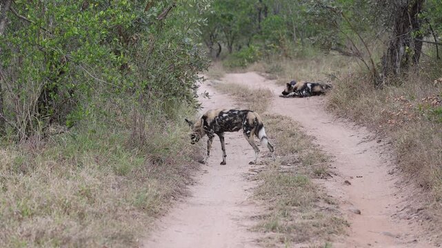 African Wild Dogs Standing Alert and Resting on Safari Track, Sabi Sands Game Reserve, South Africa