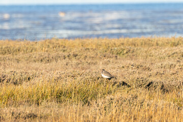 Fototapeta premium Common redshank in golden saltmarsh grass